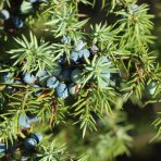 Borievka prostredná (Juniperus × media) ´PFITZERIANA GLAUCA´ - výška 20-30 cm ⌀ 20-30 cm , kont. C3L